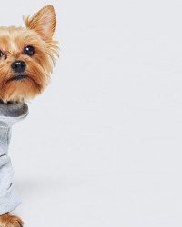 H&M et Moschino lancent une collection de vêtements pour chiens