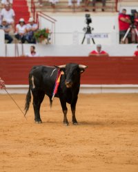 Jean Reno, Pierre Arditi... 40 personnalités signent une tribune pro-corrida