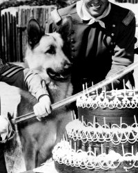 Décès de Lee Aaker, le caporal Rusty : les aventures de Rintintin en 3 anecdotes