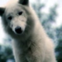 Survivre avec les loups - bande annonce - (2008)