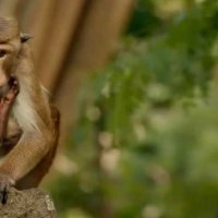Au Royaume des Singes - bande annonce - VF - (2015)