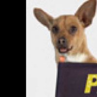Le Chihuahua de Beverly Hills - teaser - VF - (2009)
