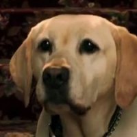 Le chien qui a sauvé Halloween - bande annonce - VO - (2011)