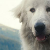Belle et Sébastien : L'aventure continue - bande annonce 2 - (2015)
