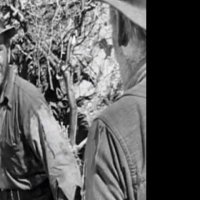 Le Trésor de la Sierra Madre - bande annonce - VO - (1948)