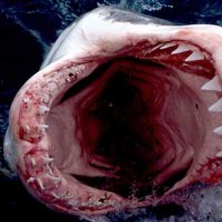 Shark Week - Bande annonce 1 - VO - (2012)