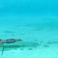La Tortue rouge - teaser - VF - (2016)