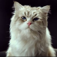 Ma vie de chat - bande annonce 2 - VF - (2016)