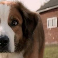 Mes vies de chien - Bande annonce 2 - VF - (2017)