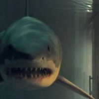 Bait - bande annonce 2 - VF - (2012)