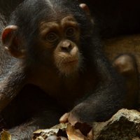 Chimpanzés - bande annonce 2 - VF - (2013)