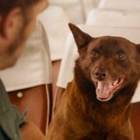 Red Dog - bande annonce 2 - VF - (2011)