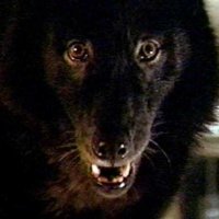 Wolfen - bande annonce - VO - (1982)