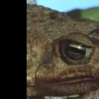 Frogs - Bande annonce 1 - VO - (1972)