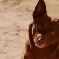 Red Dog - bande annonce - VOST - (2011)