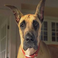Marmaduke - bande annonce - VF - (2010)