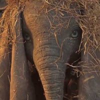 Dumbo - Bande annonce 9 - VF - (2019)