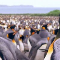 Adventures Of The Penguin King - Bande annonce 1 - VO - (2012)