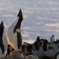 Penguins - Bande annonce 1 - VO - (2019)