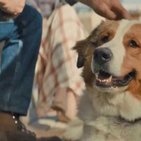 Mes autres vies de chien - Bande annonce 2 - VF - (2019)