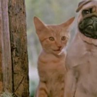 Les Aventures de Chatran - Bande annonce 2 - VO - (1986)