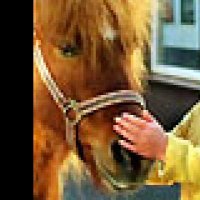 Le Cheval de Saint Nicolas - Extrait 3 - VF - (2006)