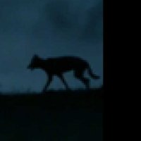 Survivre avec les loups - Extrait 8 - VF - (2007)