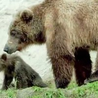 Terre des Ours - Extrait 7 - VF - (2014)