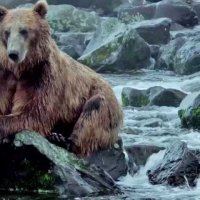 Terre des Ours - Extrait 5 - VF - (2014)