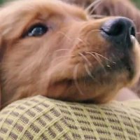 Mes vies de chien - Extrait 5 - VO - (2017)