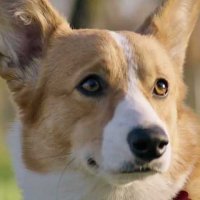 Mes vies de chien - Extrait 9 - VO - (2017)