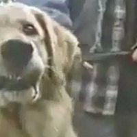 Air Bud - Buddy star des paniers - Bande annonce 1 - VF - (1997)