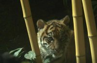 Un bébé tigre de Sumatra présenté pour la première fois aux visiteurs du zoo de Rome