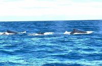 Sur l'île de La Réunion, une saison des baleines "exceptionnelle"