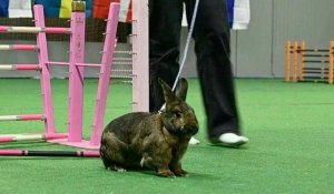 Suède: le gratin du saut de lapin réuni pour les championnats d'Europe