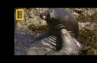 Les lions de mer se mordent pour se séduire