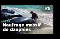 En Australie, 160 dauphins-pilotes risquent de s'échouer sur une plage