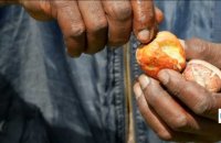 Production de la noix de cajou au Kenya : plusieurs usines ne protègent pas leurs salariées
