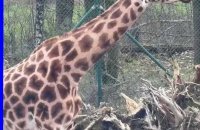 Les girafes du Monde Sauvage d'Aywaille reviennent au safari 