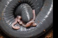 Surprise : une espèce d'amphibien fournit du "lait" à ses nourrissons