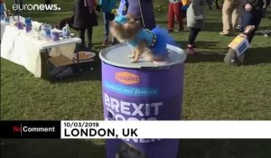 Des chiens "anti-Brexit" mangent devant le Parlement