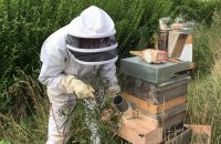 Une Casseloise protège ses abeilles du frelon asiatique grâce à ...une piste de décollage