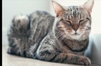 Le virus de la panleucopénie, une inquiétante maladie mortelle chez les chats, émerge aux Pays-Bas