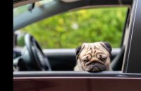 Normandie. Enfermé dans une voiture, un chien sauvé de justesse par la police