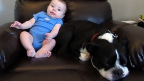 Ce Bébé Fait Caca Dans Ses Pantalons, Regardez La Réaction Du Chien! Sur  Orange Vidéos