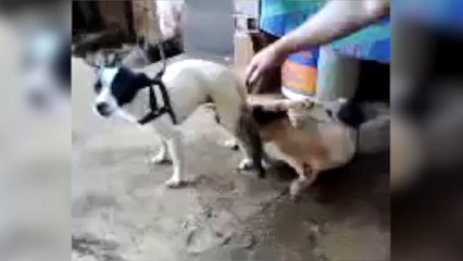 Video accouplement femme avec chien