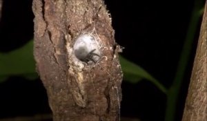 Une araignée fouisseuse a tissé son nid dans un arbre