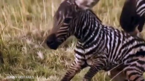 Zebra Wildlife 2015 - BEST Animals Documentary National Geographic Full HD  sur Orange Vidéos