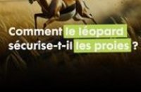 Secrets de survie de la savane : pourquoi les léopards cachent-ils leur proie dans les arbres ?