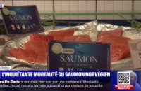 L'inquiétante mortalité du saumon norvégien d'élevage